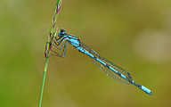 Common Blue Damselfly (Enallagma cyathigerum)